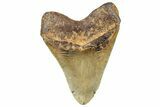 Serrated, Fossil Megalodon Tooth - North Carolina #298993-2